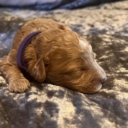 Girl 1 - Red female Cavapoo puppy in Pendleton, Oregon from Columbia Basin Cavapoos