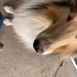 Revvy - Collie