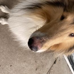 Revvy - Collie
