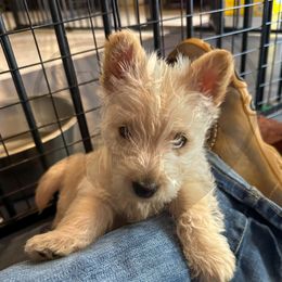 Scottish Terrier Puppies from Rocket's West Texas Scottish Terriers (WTX ST)