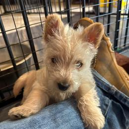 Scottish Terrier Puppies from Rocket's West Texas Scottish Terriers (WTX ST)