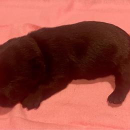 Tulip (Pink) - Black female Scottish Terrier puppy in Jefferson, North Carolina from McGuire’s High Country Terriers