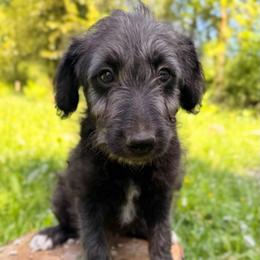 Wyatt Earp (Mini Size) - White and black male Bordoodle puppy in Mulino, Oregon from Korbella Farm