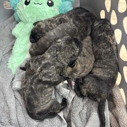 Black - Tiger male Perro de Presa Canario puppy in Houston, Texas from Space City Presas