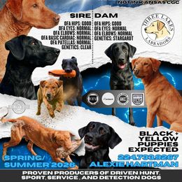 Labrador Retriever puppies from Three Lakes Labs & WHDs