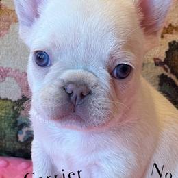French Bulldogs from Tule Creek Frenchies