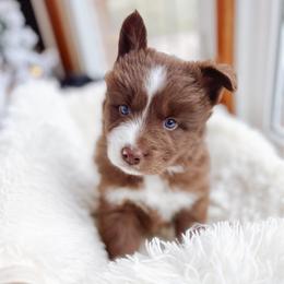 Rigatoni - Chocolate male Pomsky puppy in Cleveland, Ohio from Lake Point Pomskies