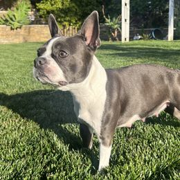 Boston Terriers from Coulombe Boston Terriers