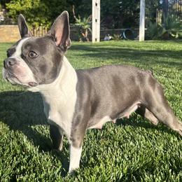 Boston Terriers from Coulombe Boston Terriers
