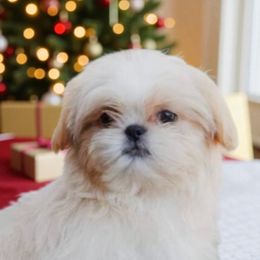 Luna - Shih Tzu
