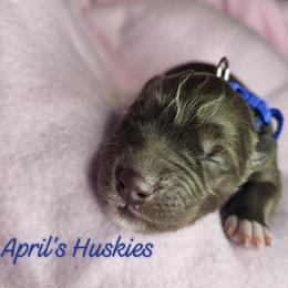 Dark blue boy - Red and white male Siberian Husky puppy in Terre Haute, Indiana from April's Huskies