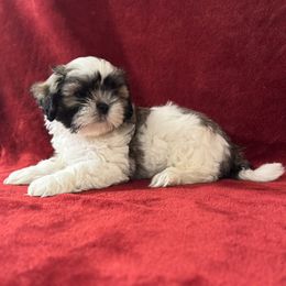 Boy 2 - Tricolor male Shih Tzu puppy in Mobile, Alabama from FluffyTail Shih Tzu