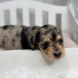 Leo - Dapple male Dachshund puppy in Goodyear, Arizona from D&C Royal Dachshunds LLC