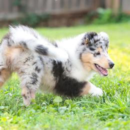 Collie Puppies from Fianna Collies