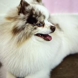 Pomeranians from Mimi DelReal