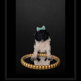 Clarabelle - Parti Poodle puppy in Maryville, Missouri from Paw Print Poodles
