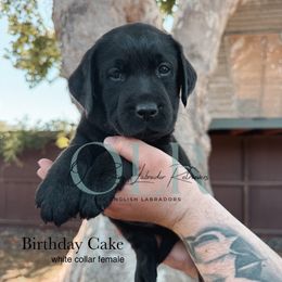 White Collar Female - Black female Labrador Retriever puppy in Modesto, California from O’Brien Labrador Retrievers