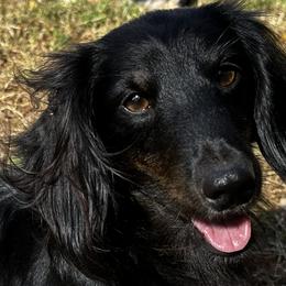 Dachshunds, Miniature Australian Shepherds, and Toy Australian Shepherds from Deep River Aussies and Dachshunds