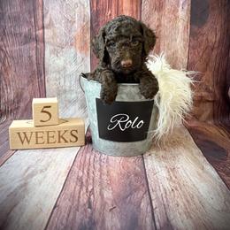 Rolo - Chocolate male Goldendoodle puppy in from Pink Poodles and Doodles