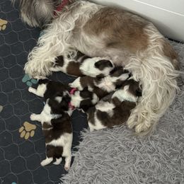 Shih Tzu Puppies from Leahrae's Shih Tzus