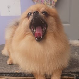 Pomeranians from Cloud Claws