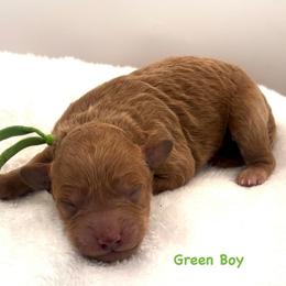 Green Boy - Red  male Goldendoodle puppy in Lewisville, Texas from Zink Doodles