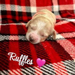 Ruffles- Price Listed - Cream female Dachshund puppy in Biloxi, Mississippi from Southern Doxies Ms