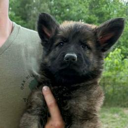Jasper - Sable male German Shepherd puppy in Hawthorne, Florida from Lace's High Flying German Shepherds And Golden Retrievers