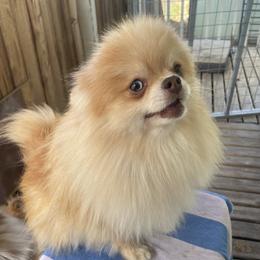 Phantom - Pomeranian