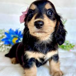 Kanga(2800 akc pet) - Black and cream female Dachshund puppy in Augusta, Arkansas from Savvy-Dee's Dachshunds