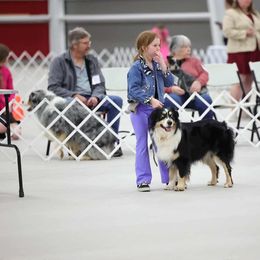 Pokey - Australian Shepherd