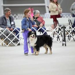 Pokey - Australian Shepherd