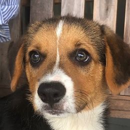 Pembroke Welsh Corgi Puppies from Miss Red's Corgi Farm