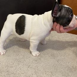 French Bulldog Puppies from Fur Royalty Frenchies