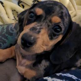 Dachshund Puppies from Goldie Girls Ranch Dachshunds