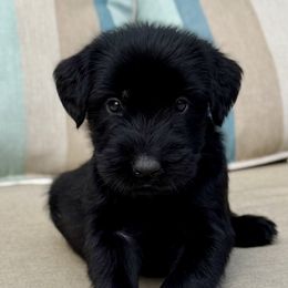 Mr Obsidian - Black male Giant Schnauzer puppy in Wildomar, California from My Angel Schnauzers