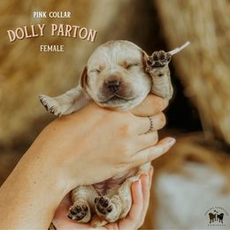 Labrador Retriever Puppies from Parsons Farmstead Retrievers