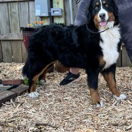 Bernese Mountain Dog and Pembroke Welsh Corgi All Grown Up from Concerto Corgis