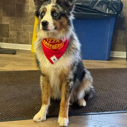 Miniature Australian Shepherd Puppies from Dusty Dogs Miniature Australian Shepherds
