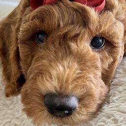 Goldendoodles and Poodles from Little Potatoes