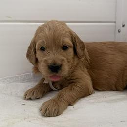 WILLOW - Red  female Goldendoodle puppy in Porter Ranch, California from Jasperdoodle.com