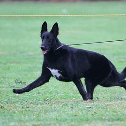 Jz - German Shepherd