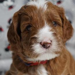 Rafiki - Red male Australian Labradoodle puppy in Fontana, California from Glory Labradoodle’s