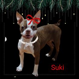Suki - Boston Terrier