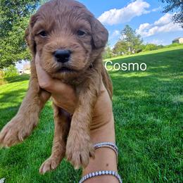 Cosmo - Red  male Goldendoodle puppy in Red Oak, Iowa from Fisher Pups-Stay Golden with a Doodle