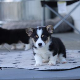 Orion✨ - Black and tan Pembroke Welsh Corgi puppy in Centralia, Washington from AJ's Valley View Corgis