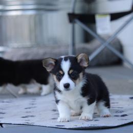 Orion✨ - Black and tan Pembroke Welsh Corgi puppy in Centralia, Washington from AJ's Valley View Corgis
