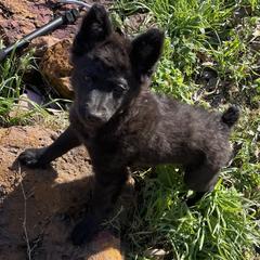 Green collar natural bobtail - Black male Mudi puppy in Gladewater, Texas from Texas Mudi