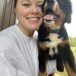 Bernese Mountain Dog Puppies from Hilltop K9