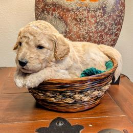 Arctic - Apricot male Goldendoodle puppy in Cambridge, Minnesota from Country Meadow Doodles